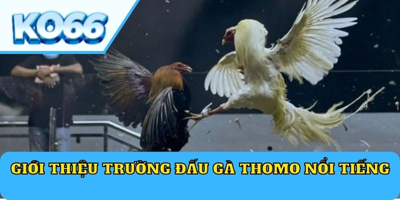 Giới thiệu trường đấu gà Thomo nổi tiếng