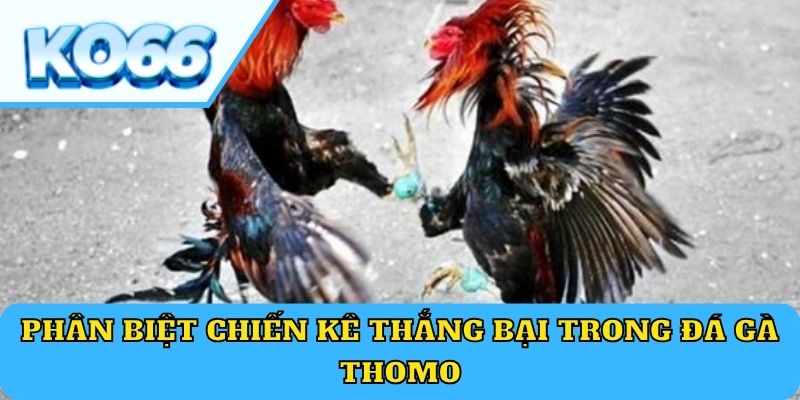 Phân biệt chiến kê thắng bại trong đá gà Thomo