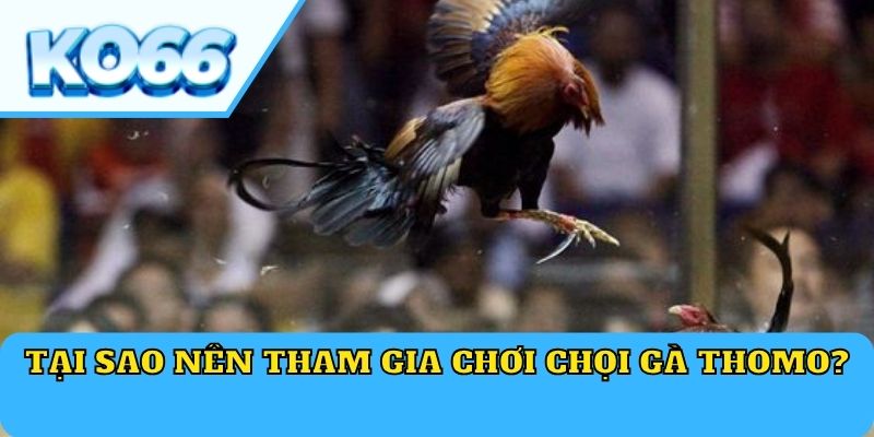 Tại sao nên tham gia chơi chọi gà Thomo?